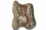 Ornithischian Dinosaur Phalanx Bone - Montana #313464-1